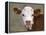 Calf Portrait-null-Framed Premier Image Canvas