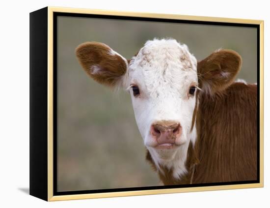 Calf Portrait-null-Framed Premier Image Canvas