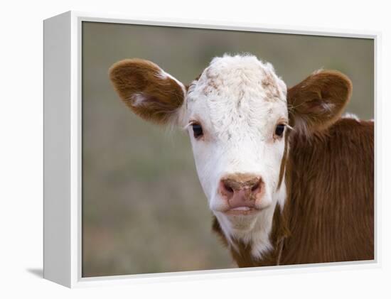 Calf Portrait-null-Framed Premier Image Canvas