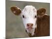 Premium Photographic Print