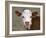 Calf Portrait-null-Framed Photographic Print