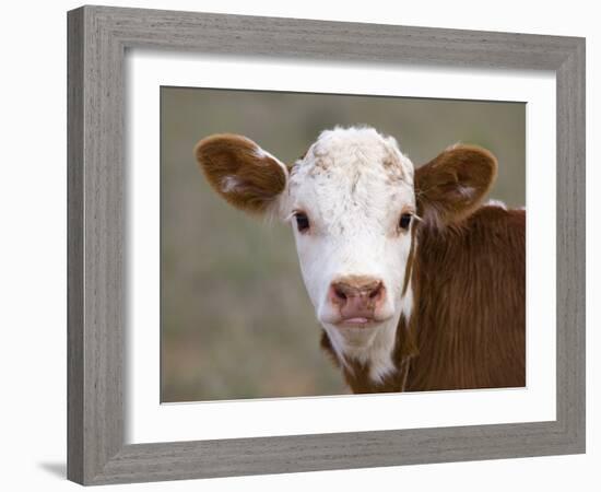 Calf Portrait-null-Framed Photographic Print