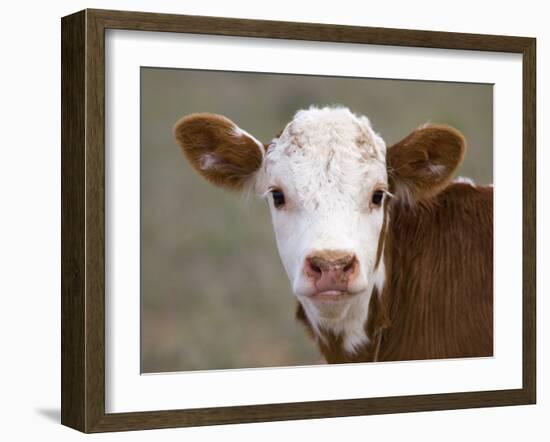 Calf Portrait-null-Framed Photographic Print