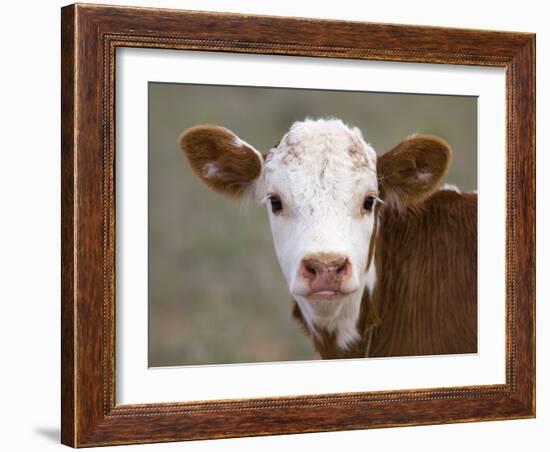 Calf Portrait-null-Framed Photographic Print