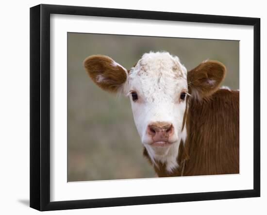 Calf Portrait-null-Framed Photographic Print