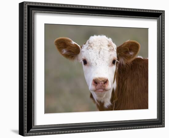 Calf Portrait-null-Framed Photographic Print