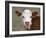 Calf Portrait-null-Framed Photographic Print