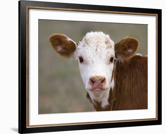 Calf Portrait-null-Framed Photographic Print