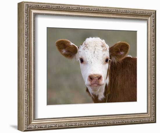 Calf Portrait-null-Framed Photographic Print