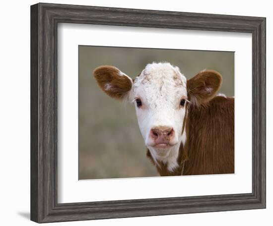 Calf Portrait-null-Framed Photographic Print