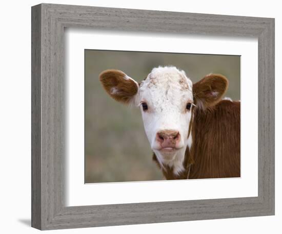 Calf Portrait-null-Framed Photographic Print