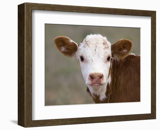 Calf Portrait--Framed Photographic Print