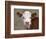 Calf Portrait-null-Framed Photographic Print