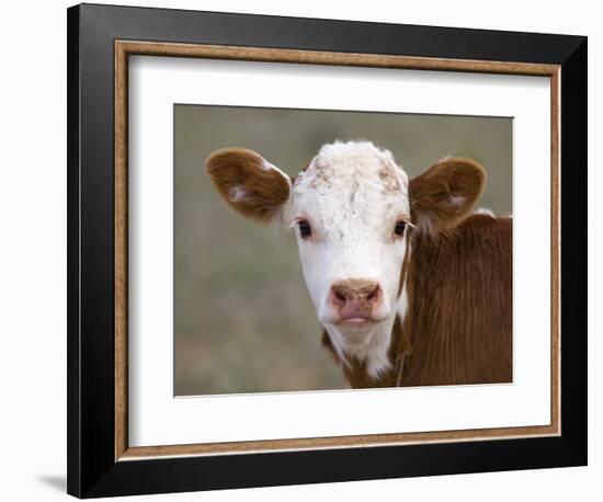 Calf Portrait--Framed Photographic Print