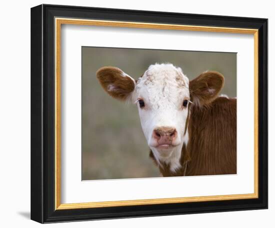 Calf Portrait--Framed Photographic Print