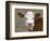 Calf Portrait-null-Framed Photographic Print