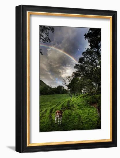 Calf with Green Field and Rainbow-Nish Nalbandian-Framed Art Print