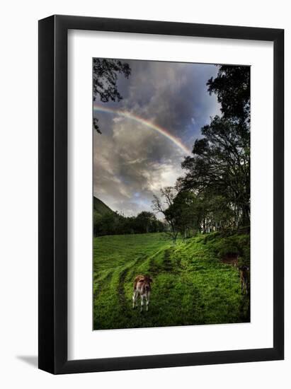 Calf with Green Field and Rainbow-Nish Nalbandian-Framed Art Print