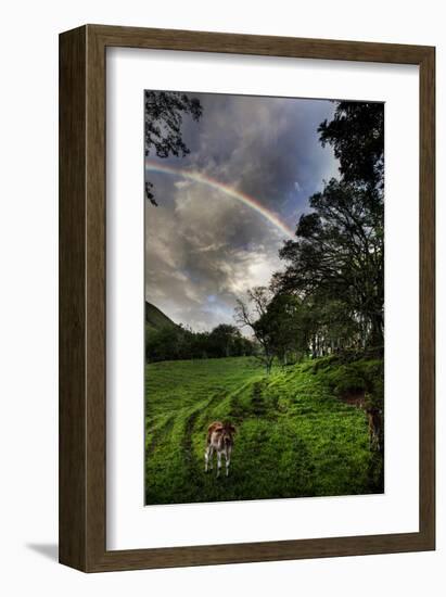 Calf with Green Field and Rainbow-Nish Nalbandian-Framed Art Print