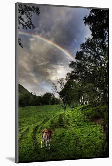 Calf with Green Field and Rainbow-Nish Nalbandian-Mounted Art Print