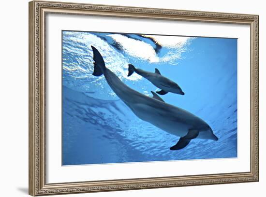 Calf with Mother-Augusto Leandro Stanzani-Framed Photographic Print