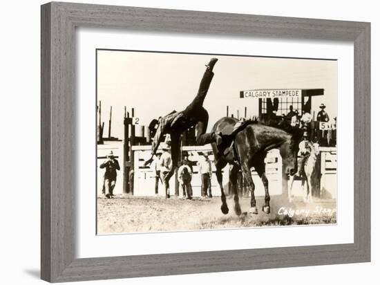 Calgary Stampede Rodeo-null-Framed Art Print