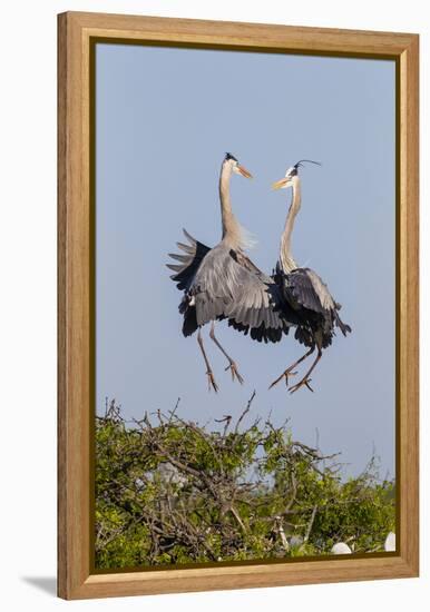 Calhoun County, Texas. Great Blue Heron, Ardea Herodias, Displaying-Larry Ditto-Framed Premier Image Canvas