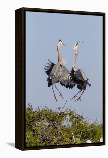Calhoun County, Texas. Great Blue Heron, Ardea Herodias, Displaying-Larry Ditto-Framed Premier Image Canvas