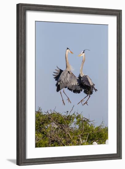 Calhoun County, Texas. Great Blue Heron, Ardea Herodias, Displaying-Larry Ditto-Framed Photographic Print