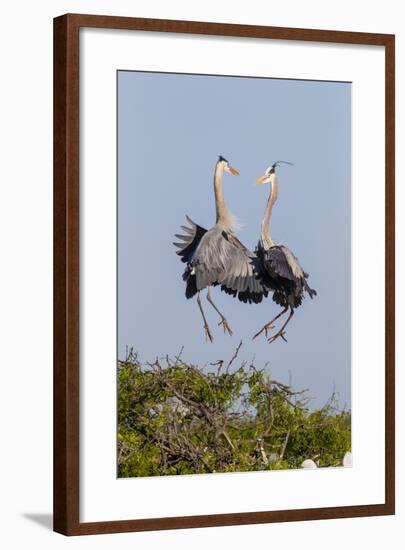 Calhoun County, Texas. Great Blue Heron, Ardea Herodias, Displaying-Larry Ditto-Framed Photographic Print