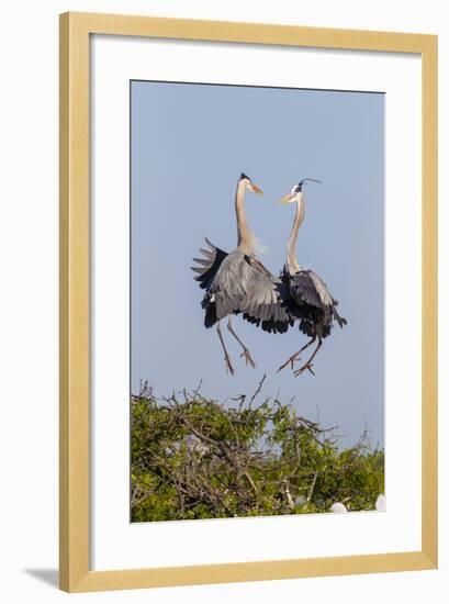 Calhoun County, Texas. Great Blue Heron, Ardea Herodias, Displaying-Larry Ditto-Framed Photographic Print