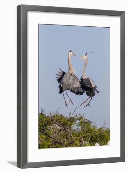 Calhoun County, Texas. Great Blue Heron, Ardea Herodias, Displaying-Larry Ditto-Framed Photographic Print