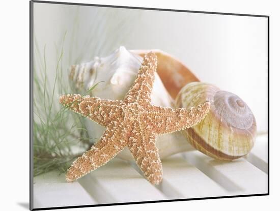 Cali Starfish II-null-Mounted Art Print