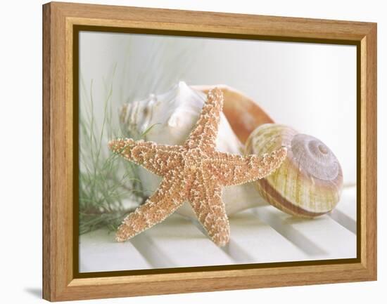 Cali Starfish II-null-Framed Stretched Canvas