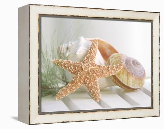 Cali Starfish II-null-Framed Stretched Canvas