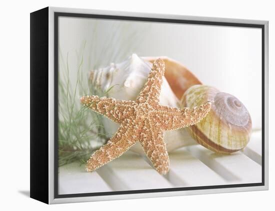 Cali Starfish II-null-Framed Stretched Canvas