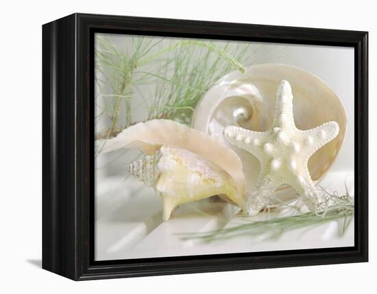 Cali Starfish IV-null-Framed Stretched Canvas