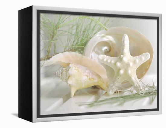 Cali Starfish IV-null-Framed Stretched Canvas