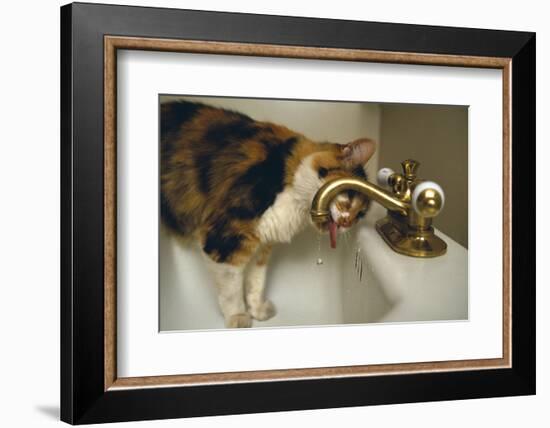 Calico Cat Drinking from Faucet-DLILLC-Framed Photographic Print