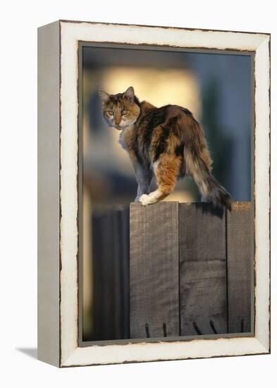 Calico Cat on Wooden Fence-DLILLC-Framed Premier Image Canvas