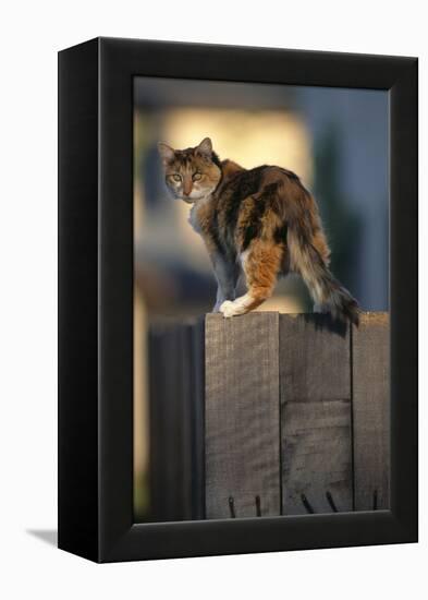 Calico Cat on Wooden Fence-DLILLC-Framed Premier Image Canvas