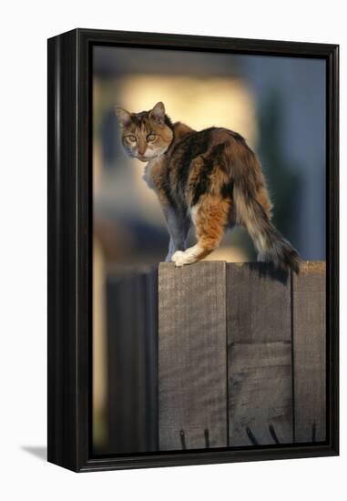 Calico Cat on Wooden Fence-DLILLC-Framed Premier Image Canvas