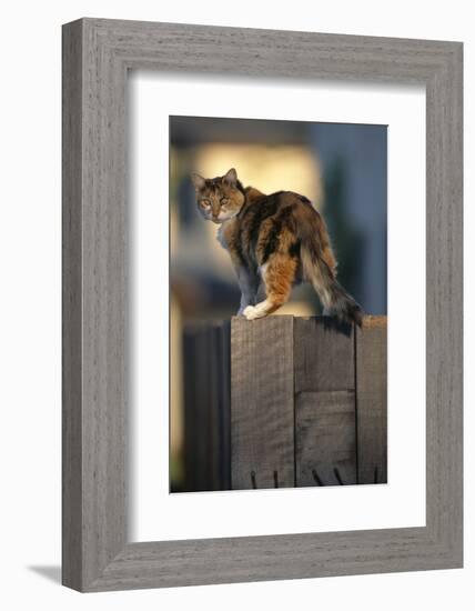 Calico Cat on Wooden Fence-DLILLC-Framed Photographic Print