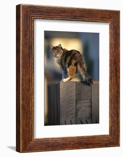 Calico Cat on Wooden Fence-DLILLC-Framed Photographic Print