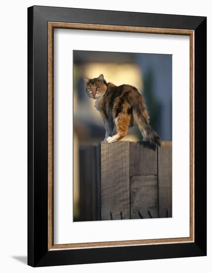 Calico Cat on Wooden Fence-DLILLC-Framed Photographic Print