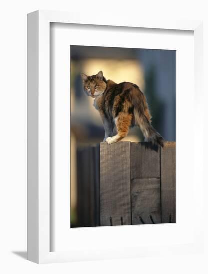 Calico Cat on Wooden Fence-DLILLC-Framed Photographic Print