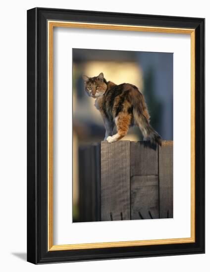 Calico Cat on Wooden Fence-DLILLC-Framed Photographic Print