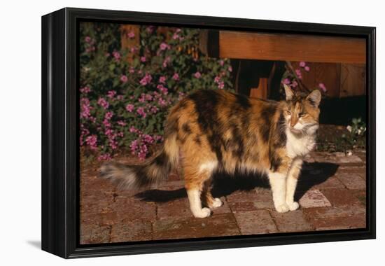 Calico Cat Outside-DLILLC-Framed Premier Image Canvas