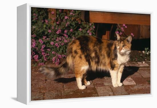 Calico Cat Outside-DLILLC-Framed Premier Image Canvas