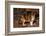 Calico Cat Outside-DLILLC-Framed Photographic Print